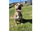 Adopt Janie a American Pit Bull Terrier / Mixed dog in Athens, TX (37676669)
