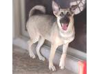 Adopt Brooke a Shepherd (Unknown Type) dog in Vail, AZ (37676375)
