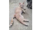 Adopt Shane a Domestic Shorthair / Mixed (short coat) cat in Petersburg