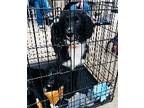 Adopt Baloo a Black Great Pyrenees / Border Collie / Mixed dog in Claremore