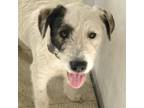 Adopt Stan a Terrier (Unknown Type, Medium) / Mixed dog in San Pablo