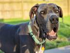 Adopt Leo a Great Dane / Mixed dog in Bullard, TX (37675881)