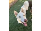 Adopt Butters - NEEDS FOSTER a White Husky / Siberian Husky / Mixed dog in