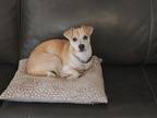 Adopt Tofu a Tan/Yellow/Fawn Chiweenie / Dachshund / Mixed dog in Mesa
