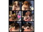 Jack Russell Terrier Standard Puppies