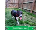 Adopt Caddy a Black American Pit Bull Terrier / Mixed dog in Tulsa