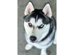 Adopt Leilani a Black - with White Husky / Mixed dog in Berkeley, CA (37675185)