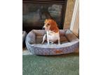 Adopt Maizey a Tricolor (Tan/Brown & Black & White) Beagle / Mixed dog in