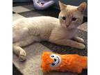 Adopt Hooch a Orange or Red Colorpoint Shorthair / Mixed cat in Forest Hills