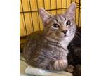 Adopt Uber a Gray, Blue or Silver Tabby Domestic Shorthair / Mixed (short coat)