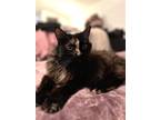 Adopt Chiffon a Domestic Longhair / Mixed cat in Camden, SC (37675585)