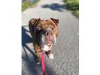 Adopt Vern a Red/Golden/Orange/Chestnut - with White American Pit Bull Terrier /