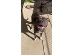Adopt Pepper a Black Pit Bull Terrier / Mixed Breed (Medium) / Mixed dog in