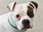 Adopt BLUEBERRY MUFFIN a White Boxer / Mixed dog in Denver, CO (37675157)