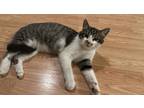 Adopt Stormy a Gray or Blue American Bobtail / Mixed (short coat) cat in Dayton