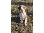 Adopt Victor a Brindle - with White Mastiff / Mixed Breed (Large) / Mixed dog in