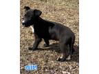 Adopt Gim a Black - with White Husky / Mixed Breed (Medium) / Mixed dog in