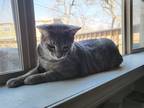Adopt Jasper a Gray, Blue or Silver Tabby American Shorthair (short coat) cat in