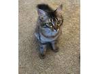 Adopt Nova a Calico or Dilute Calico American Shorthair / Mixed (short coat) cat
