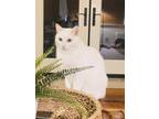Adopt Tulip a White American Shorthair / Mixed (short coat) cat in San Clemente
