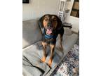Adopt Richard a Black - with Tan, Yellow or Fawn Black and Tan Coonhound / Hound