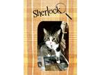 Adopt Sherlock a Tiger Striped Domestic Mediumhair (medium coat) cat in Buffalo