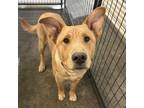 Adopt Tazz a Brown/Chocolate Labrador Retriever / Shar Pei / Mixed dog in El
