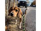 Adopt Eli a Brown/Chocolate Beagle / Mixed dog in Philadelphia, PA (37674101)