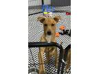 Adopt Bo a Red/Golden/Orange/Chestnut Vizsla / Basenji / Mixed dog in Phoenix
