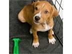 Adopt Rosie a Tan/Yellow/Fawn - with White Boxer / Pointer / Mixed dog in