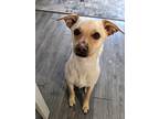 Adopt Baco a Tan/Yellow/Fawn - with White Terrier (Unknown Type