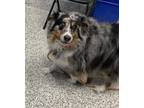 Adopt Jazzy Lou a Australian Shepherd / Mixed dog in Golden, CO (37672843)