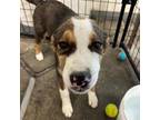 Adopt Riley a Black Border Terrier / Mixed dog in El Paso, TX (37673661)