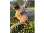 Adopt Midge a Gray/Silver/Salt & Pepper - with White American Pit Bull Terrier /