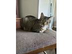 Adopt Ellie a Tan or Fawn Domestic Shorthair / Mixed (short coat) cat in