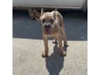 Cane Corso Puppy for sale in Cape Coral, FL, USA