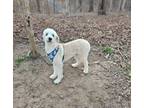 Adopt Margo a Standard Poodle