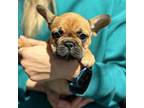 French Bulldog Puppy for sale in Franklin, NJ, USA