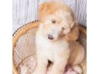 Saint Bernard Puppy for sale in Livingston, AL, USA