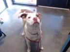 Adopt PATCHES a Pit Bull Terrier, Mixed Breed