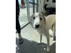 Adopt 52313542 a Great Pyrenees, Mixed Breed