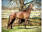 Regsitered Tenessee Walker Gelding - Started slow and Correct