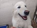 Adopt Chow Mein a Great Pyrenees, Mixed Breed