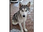 Adopt Waylon a Siberian Husky