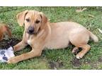 Adopt Wiggles a Black Mouth Cur, Brittany Spaniel
