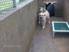 Adopt 2 LAB MIX PUPS a Labrador Retriever