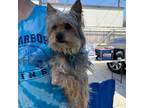 Adopt Diego a Yorkshire Terrier