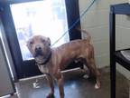 Adopt BUDDY a American Staffordshire Terrier, Mixed Breed