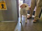 Adopt CLOVER a Pit Bull Terrier, Mixed Breed