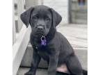 Adopt PASTRANA a Labrador Retriever